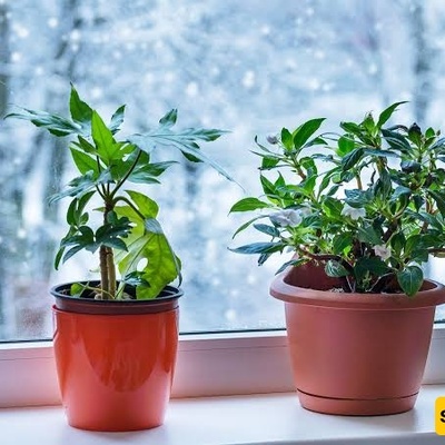 How To Prepare Indoor Plants For The Cold Season
