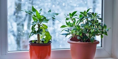 How To Prepare Indoor Plants For The Cold Season