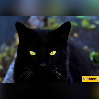 Do Black Cats Really Hide Evil Spirits?