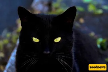 Do Black Cats Really Hide Evil Spirits?