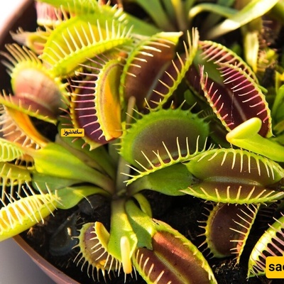 Unique Carnivorous Houseplants That Rid Your Home of Pesky Mosquitoes!
