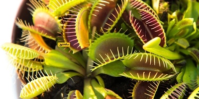 Unique Carnivorous Houseplants That Rid Your Home of Pesky Mosquitoes!