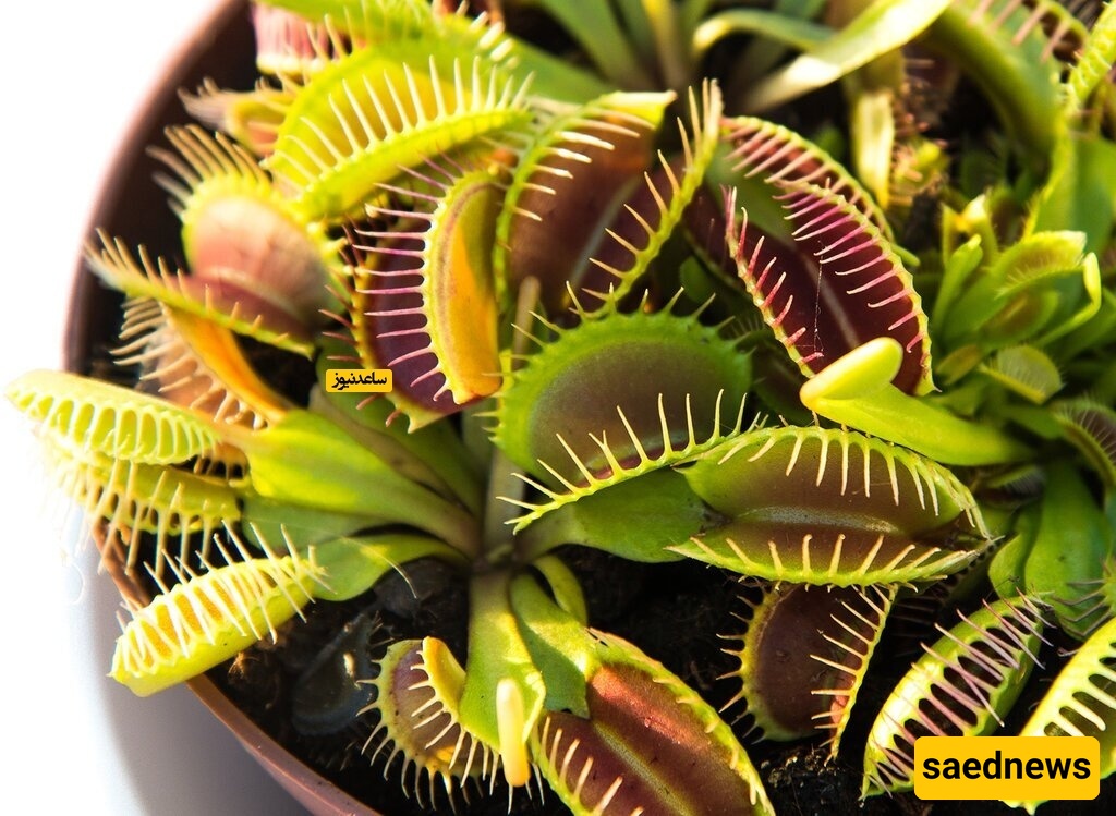 Unique Carnivorous Houseplants That Rid Your Home of Pesky Mosquitoes!