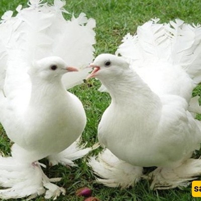 The City Where Its Pigeons Are Millionaires