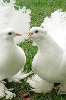 The City Where Its Pigeons Are Millionaires