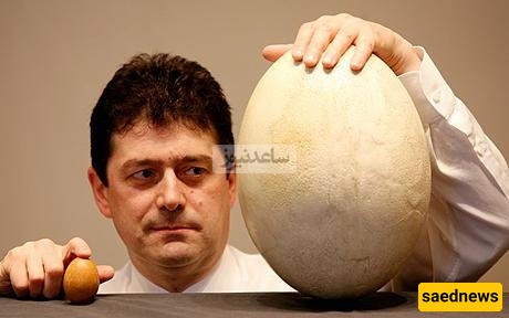 Archaeological Wonder: 1,700-Year-Old Egg Found with Intact Liquid Inside—A Miracle from the Heart of History!
