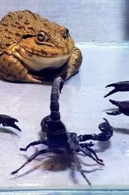Epic Wildlife Battle: Frog vs. Scorpion & Mouse