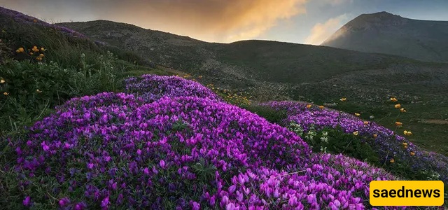 dalekhani forest