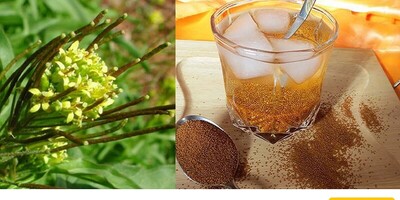 Treating Diarrhea with Khakshir in Traditional Medicine: Scientific Review of Benefits and Usage Method!