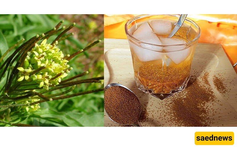 Treating Diarrhea with Khakshir in Traditional Medicine: Scientific Review of Benefits and Usage Method!