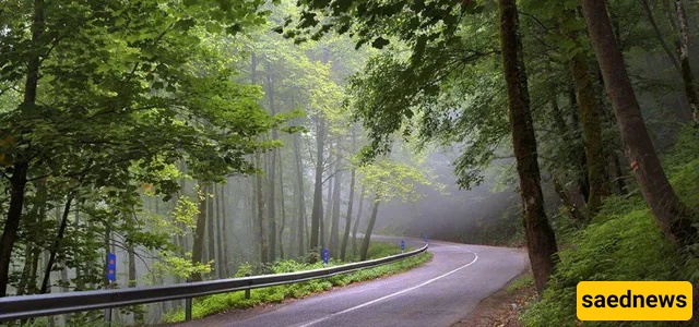 dalekhani forest