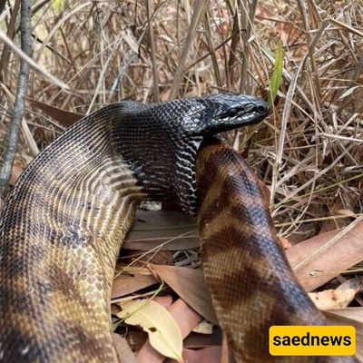 Wildlife Documentary Video: A Snake That Ate Itself! / Exactly like how negative thoughts and self-destructive behavior work!