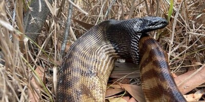 Wildlife Documentary Video: A Snake That Ate Itself! / Exactly like how negative thoughts and self-destructive behavior work!