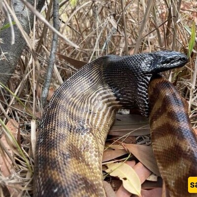 Wildlife Documentary Video: A Snake That Ate Itself! / Exactly like how negative thoughts and self-destructive behavior work!