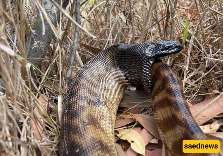 Wildlife Documentary Video: A Snake That Ate Itself! / Exactly like how negative thoughts and self-destructive behavior work!