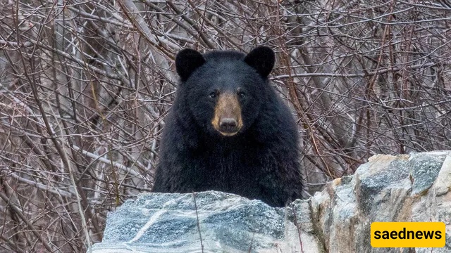bear
