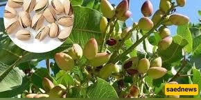 How to Plant Pistachio Trees / Proper Irrigation and Fertilization for Growth / The Easiest Way to Have Healthy Homemade Nuts + Video
