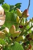 How to Plant Pistachio Trees / Proper Irrigation and Fertilization for Growth / The Easiest Way to Have Healthy Homemade Nuts + Video