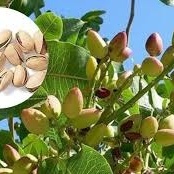How to Plant Pistachio Trees / Proper Irrigation and Fertilization for Growth / The Easiest Way to Have Healthy Homemade Nuts + Video