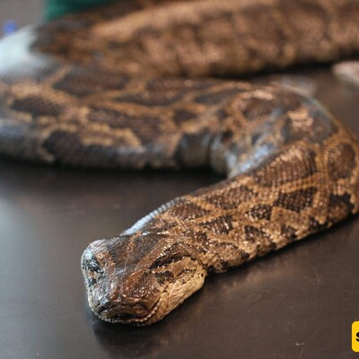 A 5.5-meter Python, the Fearsome Housemate of a Fearless Family + Photo