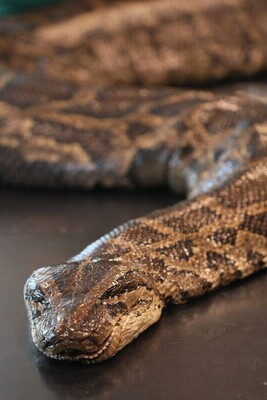 A 5.5-meter Python, the Fearsome Housemate of a Fearless Family + Photo