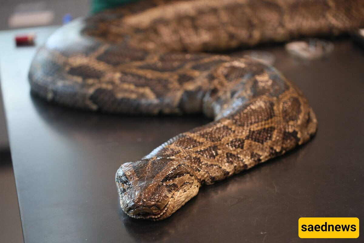 A 5.5-meter Python, the Fearsome Housemate of a Fearless Family + Photo