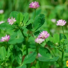 What Is the Difference Between Alfalfa and Clover, and What Are Their Benefits?
