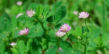 What Is the Difference Between Alfalfa and Clover, and What Are Their Benefits?