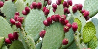 How to Grow and Care for Prickly Pear Cactus