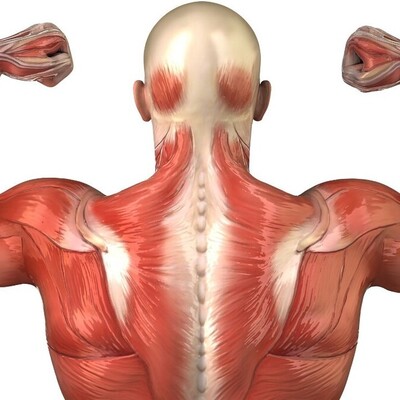 Which Exercises Can Treat Triceps Tendon Injuries?