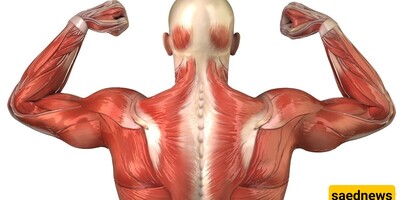 Which Exercises Can Treat Triceps Tendon Injuries?