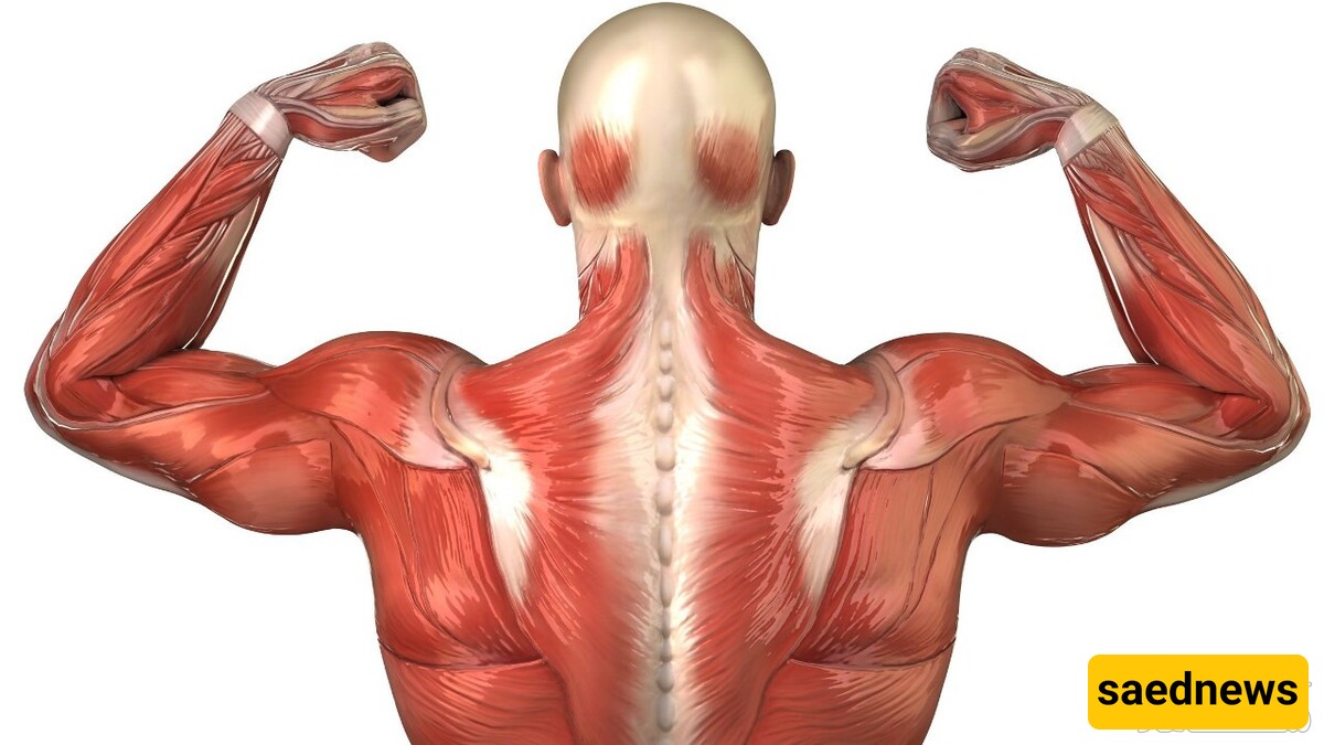 Which Exercises Can Treat Triceps Tendon Injuries?