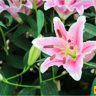 Guide to Growing and Caring for Lilies