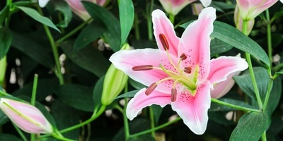 Guide to Growing and Caring for Lilies