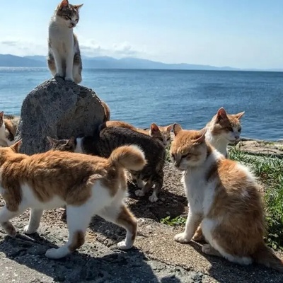 Here is the “Island of Old Cats!”