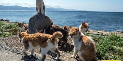 Here is the “Island of Old Cats!”