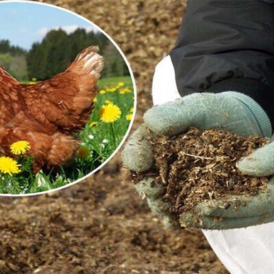 What Are the Uses of Chicken Manure in Agriculture? + A Complete Guide to Its Processing and Utilization