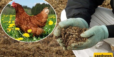 What Are the Uses of Chicken Manure in Agriculture? + A Complete Guide to Its Processing and Utilization