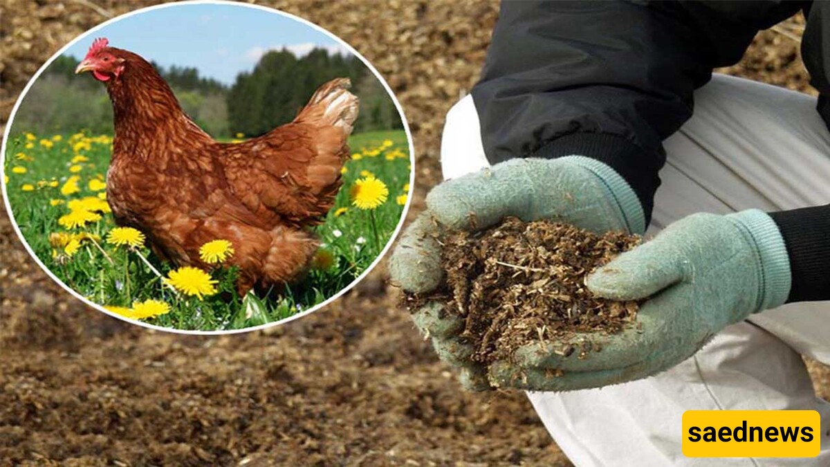 What Are the Uses of Chicken Manure in Agriculture? + A Complete Guide to Its Processing and Utilization