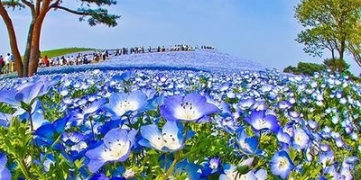 Discover Japan’s Dreamy Garden: A Visual Journey Through Its Beauty