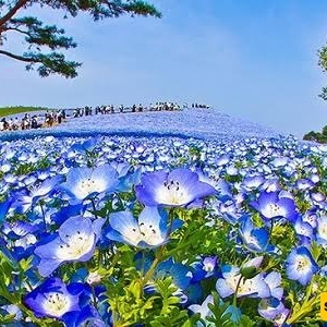 Discover Japan’s Dreamy Garden: A Visual Journey Through Its Beauty