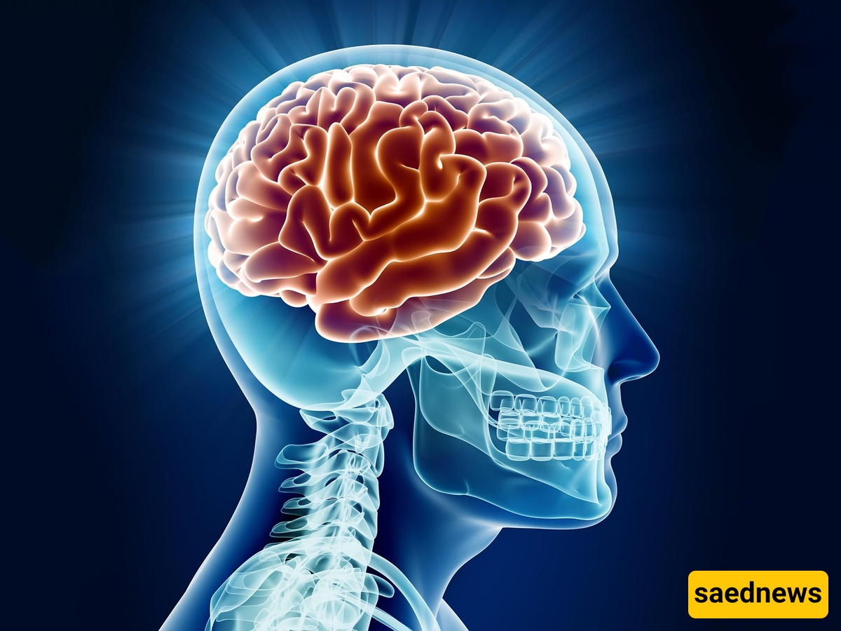 Brain 