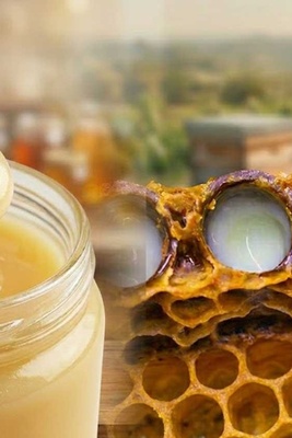 Royal Jelly: Everything You Need to Know About the Queen Bee’s Food (Hach Land Review)