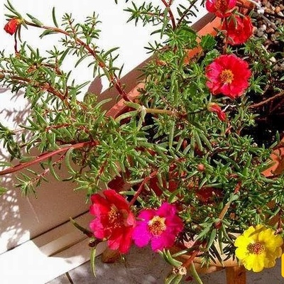 How to Grow and Care for Moss Rose (Portulaca)