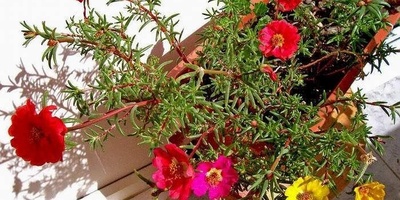 How to Grow and Care for Moss Rose (Portulaca)