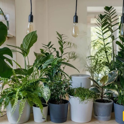 How to Keep Houseplants Healthy in Every Season