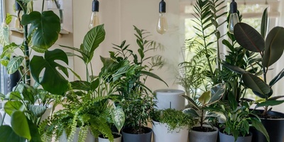 How to Keep Houseplants Healthy in Every Season