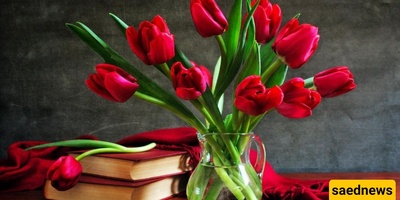 Guide to Buying Tulips for the Home and Their Long-Term Care Methods