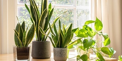 How to Care for Sansevieria at Home: Watering, Light, Fertilizer, Pots, and More