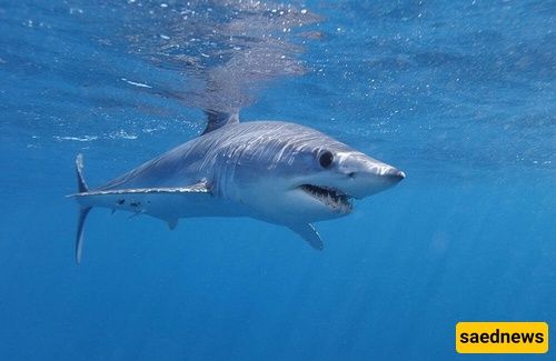 sharks